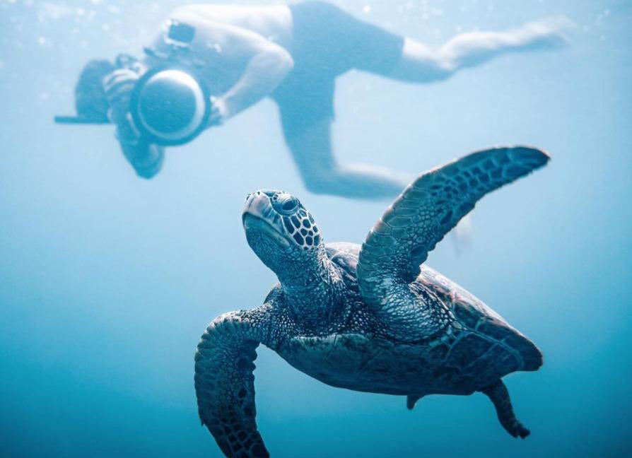 Sea Turtle Swimming in the Sea Filmed by a Diver